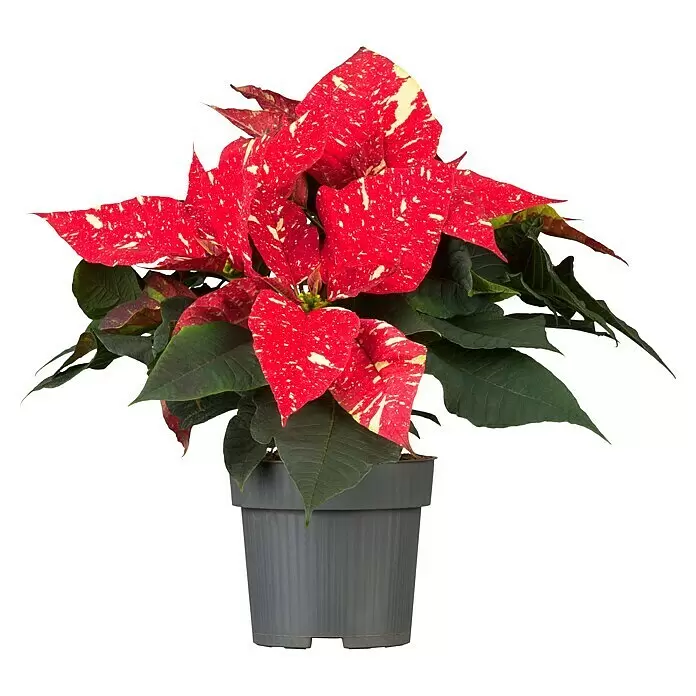 Piardino Weihnachtsstern zweifarbig - Euphorbia pulcherrima, Topfgröße: 11 cm, Zweifarbig - Vorderansicht