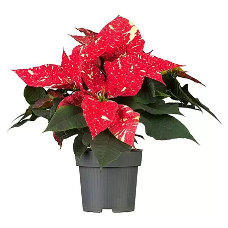 Piardino  Weihnachtsstern zweifarbig