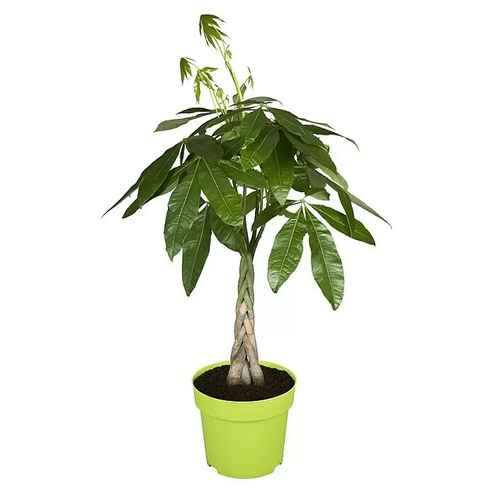 Piardino GlückskastaniePachira aquatica, Topfgröße: 17 cm