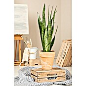 Piardino Bogenhanf (Sansevieria zeylanica, Topfgröße: 12 cm, Gelb-Grün) | BAUHAUS