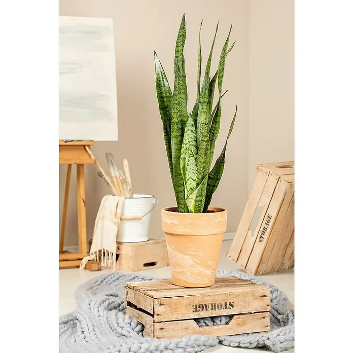 Piardino BogenhanfSansevieria zeylanica, Topfgröße: 17 cm, Gelb-Grün - Sansevieria-Zimmerpflanze in Terrakottatopf, arrangiert auf einer Holzkiste und einem grauen Strickteppich, für eine natürliche Atmosphäre.