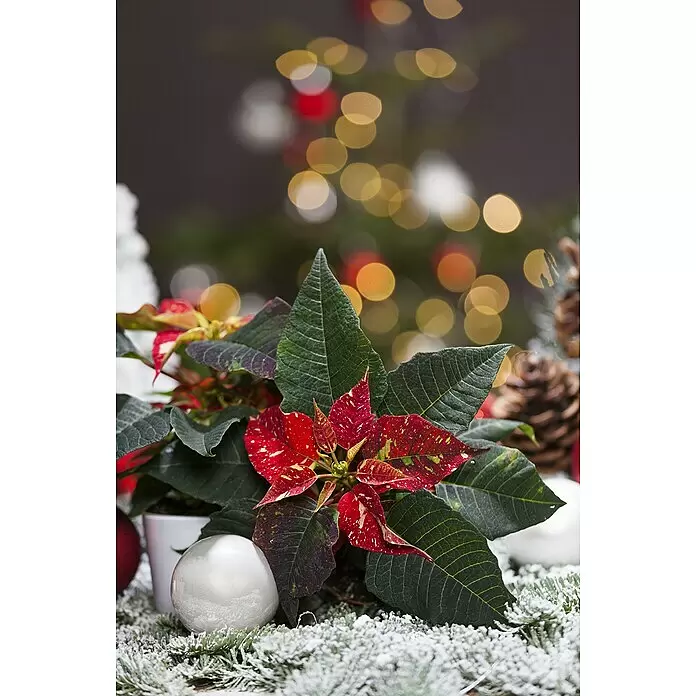 Piardino Weihnachtsstern Mini - Euphorbia pulcherrima, Zweifarbig, Topfgröße: 6 cm - Stimmungsaufnahme