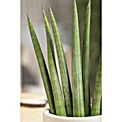 Piardino Bogenhanf (Sansevieria cylindrica, Topfgröße: 17 cm, Gelb-Grün) | BAUHAUS