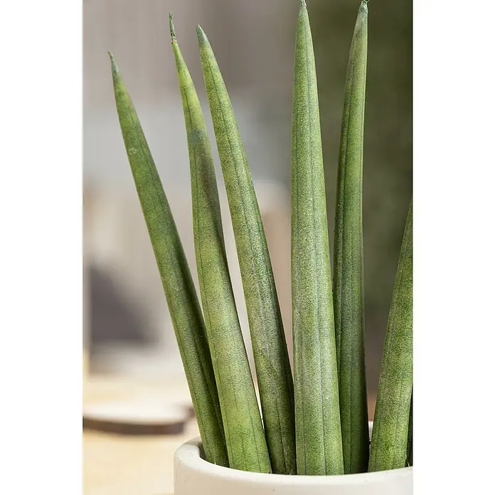 Piardino Bogenhanf - Sansevieria cylindrica, Topfgröße: 17 cm, Gelb-Grün - Nahaufnahme einer Sansevieria cylindrica, auch bekannt als Zylindrische Bogenhanf, in einem weißen Topf, die ihre zylindrischen, grünen Blätter zeigt.