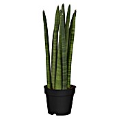 Piardino Bogenhanf (Sansevieria cylindrica, Topfgröße: 17 cm, Gelb-Grün) | BAUHAUS