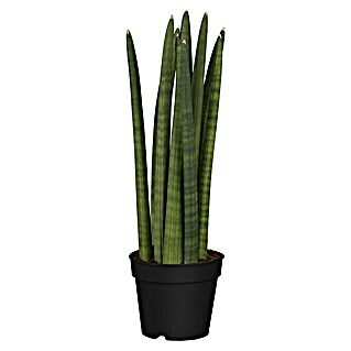 Piardino Bogenhanf (Sansevieria cylindrica, Topfgröße: 17 cm, Gelb-Grün)