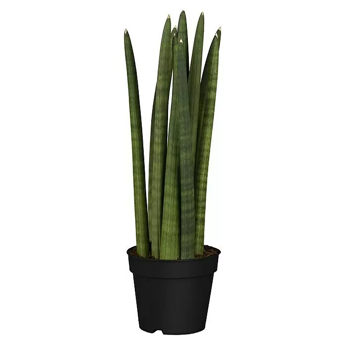 Piardino Bogenhanf - Sansevieria cylindrica, Topfgröße: 17 cm, Gelb-Grün - Vorderansicht