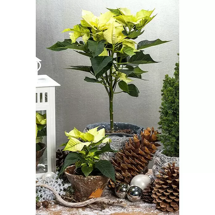 Piardino Weihnachtsstern - Euphorbia pulcherrima, Topfgröße: 15 cm, Rosa/Rot/Weiß - Zwei getopfte Weihnachtssterne mit hellgrün-gelben Hochblättern, als festliche Weihnachtsdekoration.