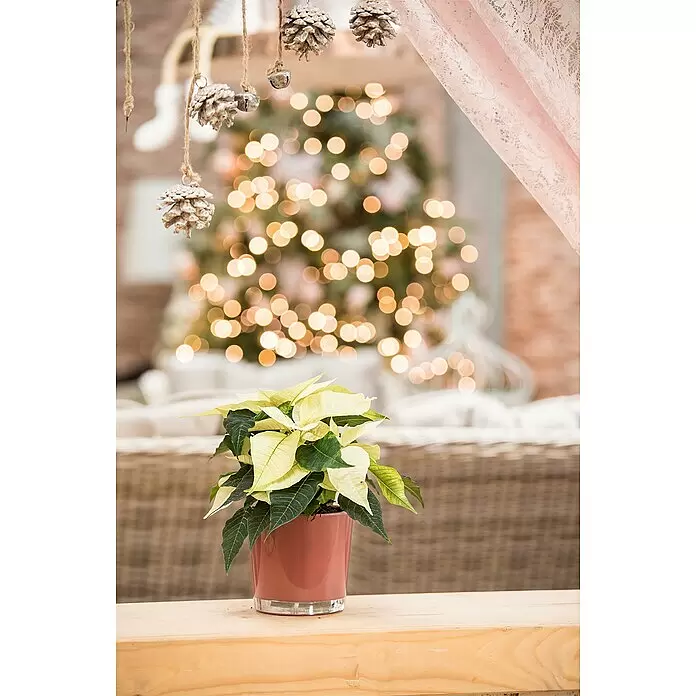 Piardino Weihnachtsstern Mini - Euphorbia pulcherrima, Weiß, Topfgröße: 6 cm - Stimmungsaufnahme