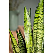 Piardino Bogenhanf (Sansevieria zeylanica, Topfgröße: 17 cm, Gelb-Grün) | BAUHAUS