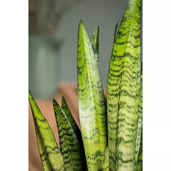 Piardino Bogenhanf - Sansevieria trifasciata, Topfgröße: 17 cm, Gelb-Grün - Nahaufnahme einer Sansevieria mit hohen, schwertartigen grünen Blättern mit markanten dunkelgrünen Streifen.