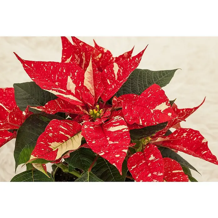 Piardino Weihnachtsstern zweifarbig - Euphorbia pulcherrima, Topfgröße: 11 cm, Zweifarbig - Nahaufnahme eines gesprenkelten roten Weihnachtssterns mit grünen Blättern, ideal für festliche Dekorationen.