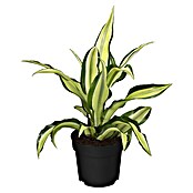 Dracaena deremensis 12 Malaika