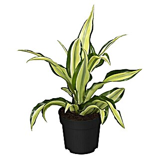 Piardino Drachenbaum (Dracaena deremensis 'Malaika', Topfgröße: 12 cm)