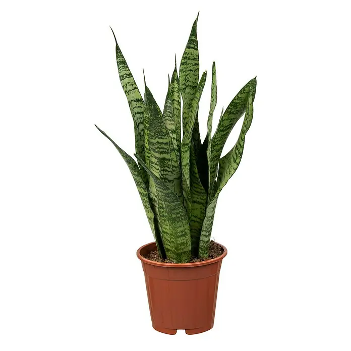 Piardino Sansevieria - Sanseviera zeylanica, Tamaño de maceta: 27 cm, Verde/Blanco - Sansevieria en una maceta marrón. La planta tiene hojas largas y verticales con un patrón verde y amarillo.