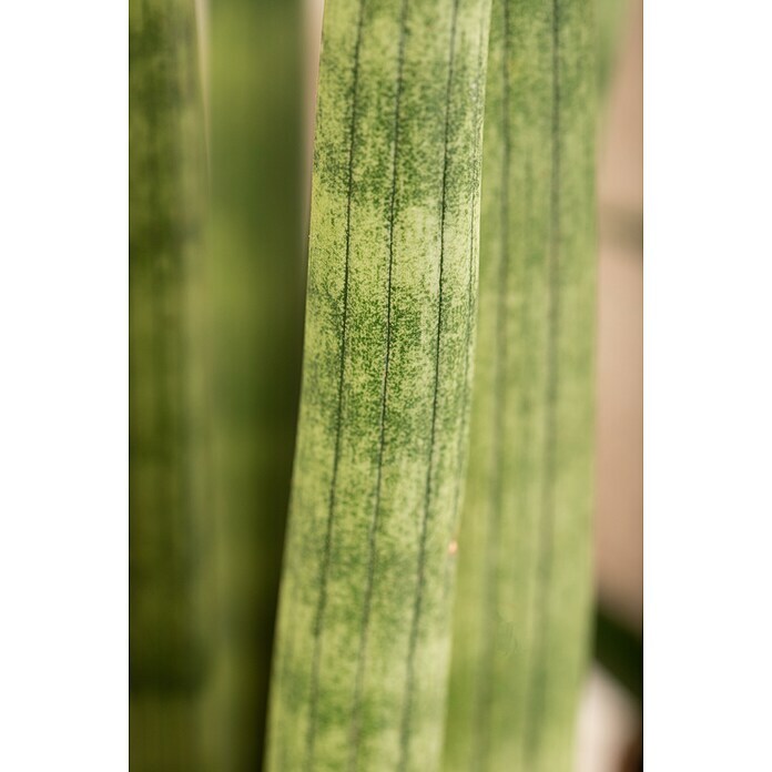 Piardino Bogenhanf (Sansevieria cylindrica, Topfgröße: 17 cm, Gelb-Grün) | BAUHAUS