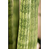 Piardino Bogenhanf (Sansevieria cylindrica, Topfgröße: 17 cm, Gelb-Grün) | BAUHAUS