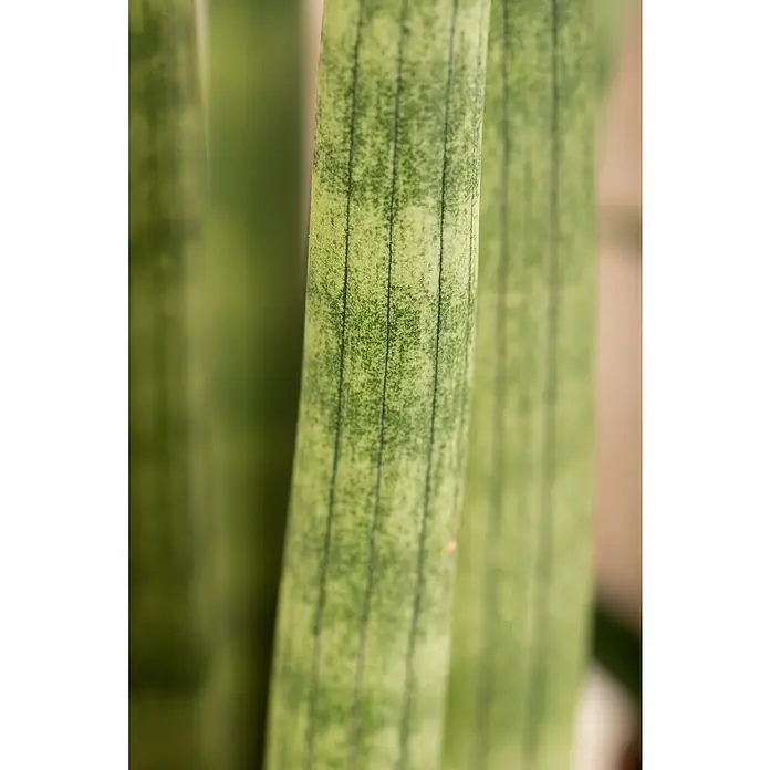 Piardino Bogenhanf - Sansevieria cylindrica, Topfgröße: 17 cm, Gelb-Grün - Detailaufnahme von Sansevieria Cylindrica Blättern mit vertikalen Streifen, die eine moderne und natürliche Ästhetik für Innenräume bieten.
