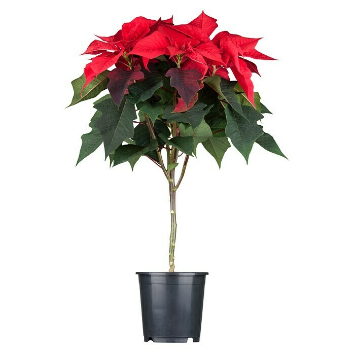 Weihnachtsstern Stamm (Euphorbia pulcherrima, Topfgröße: 19, Blütenfarbe: Rot)