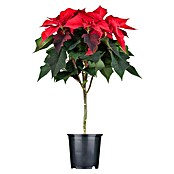 Weihnachtsstern Stamm (Euphorbia pulcherrima, Topfgröße: 19, Blütenfarbe: Rot)