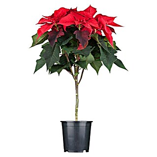 Piardino Weihnachtsstern Stamm (Euphorbia pulcherrima, Topfgröße: 19 cm, Blütenfarbe: Rot)