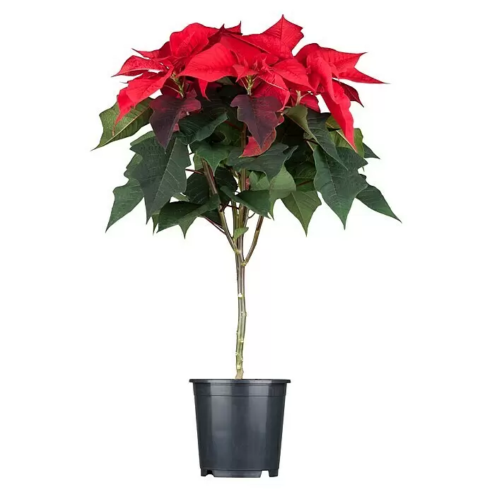 Piardino Weihnachtsstern Stamm - Euphorbia pulcherrima, Topfgröße: 19 cm, Blütenfarbe: Rot - Vorderansicht