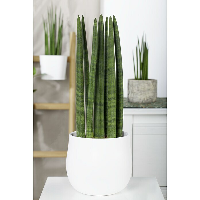 Piardino Bogenhanf (Sansevieria cylindrica, Topfgröße: 17 cm, Gelb-Grün) | BAUHAUS