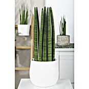 Piardino Bogenhanf (Sansevieria cylindrica, Topfgröße: 17 cm, Gelb-Grün) | BAUHAUS