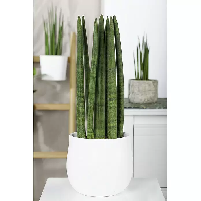 Piardino BogenhanfSansevieria cylindrica, Topfgröße: 17 cm, Gelb-Grün