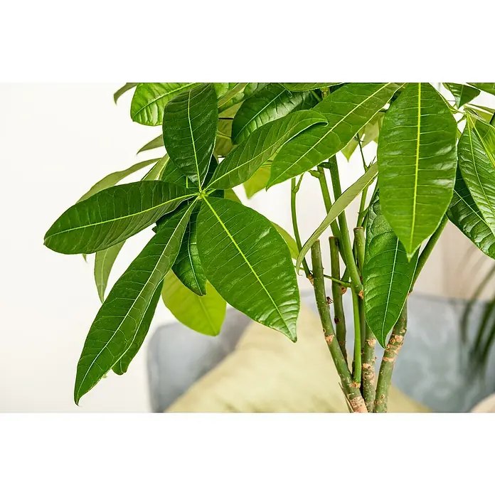 Piardino GlückskastaniePachira aquatica, Topfgröße: 17 cm - Nahaufnahme einer tropischen Pachira aquatica-Pflanze, bekannt für ihre glänzenden, grünen Blätter und geflochtenen Stämme.