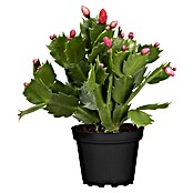 Schlumbergera bridgesii 12 knospig farbe