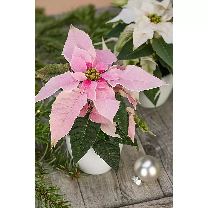 Piardino Weihnachtsstern - Euphorbia pulcherrima Princettia, Topfgröße: 12 cm, Sortenabhängig - Detailaufnahme