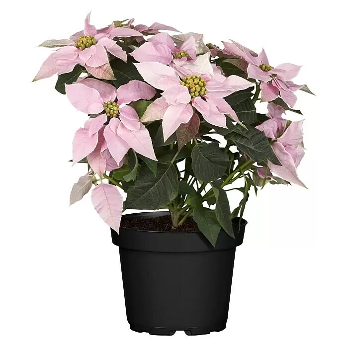Piardino Weihnachtsstern - Euphorbia pulcherrima Princettia, Topfgröße: 12 cm, Sortenabhängig - Vorderansicht