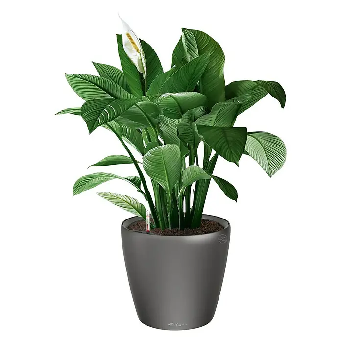 Lechuza Classico Pflanztopf Premium LS - Außenmaß (Ø x H): 36 x 32,5 cm, Kunststoff, Anthrazit Metallic - Elegante Zimmerpflanze im anthrazitfarbenen Lechuza-Topf, die jedem Raum eine stilvolle Note verleiht.