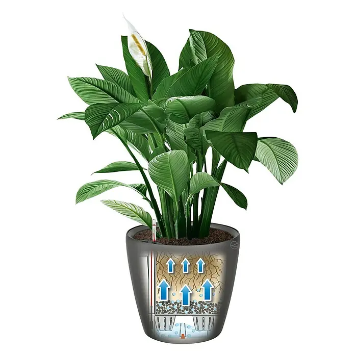 Lechuza Classico Pflanztopf Premium LS - Außenmaß (Ø x H): 36 x 32,5 cm, Kunststoff, Anthrazit Metallic - Ein Nahaufnahme einer Friedenslilie in einem transparenten Blumentopf, der die Bewässerung zeigt.