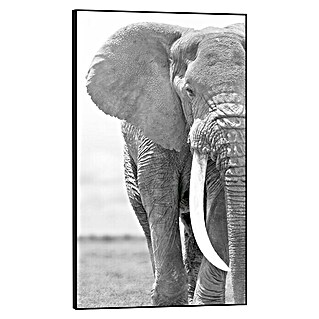 Bild Framed Canvas Look (Elephant on White, B x H: 70 x 118 cm)