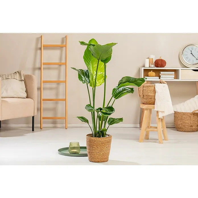 Baumstrelitzie - Strelitzia nicolai, Topfgröße: 23 cm - Zimmeraufnahme mit einer Strelitzie im Topf auf einem Beistelltisch, die eine natürliche und entspannende Atmosphäre schafft.