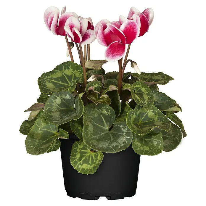 Piardino Zimmer-Alpenveilchen - Cyclamen persicum Fantasy, Topfgröße: 13 cm, Dunkelrosa/Weiß - Eine Zimmerpflanze mit farbenprächtigen, rot-weißen Alpenveilchenblüten in einem schlichten, schwarzen Topf, die eine elegante Note verleiht.
