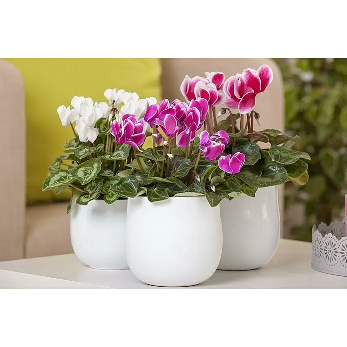 Piardino Zimmer-Alpenveilchen - Cyclamen persicum Fantasy, Topfgröße: 13 cm, Dunkelrosa/Weiß - Stimmungsaufnahme
