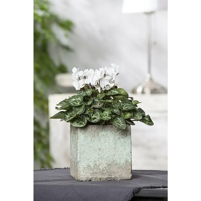 Piardino Zimmer-Alpenveilchen - Cyclamen persicum, Topfgröße: 13 cm, Weiß - Weiße Alpenveilchen in einem quadratischen, vintage Übertopf mit Rissen, die den charmanten Look unterstreichen. Elegante Dekoration für jeden Raum.
