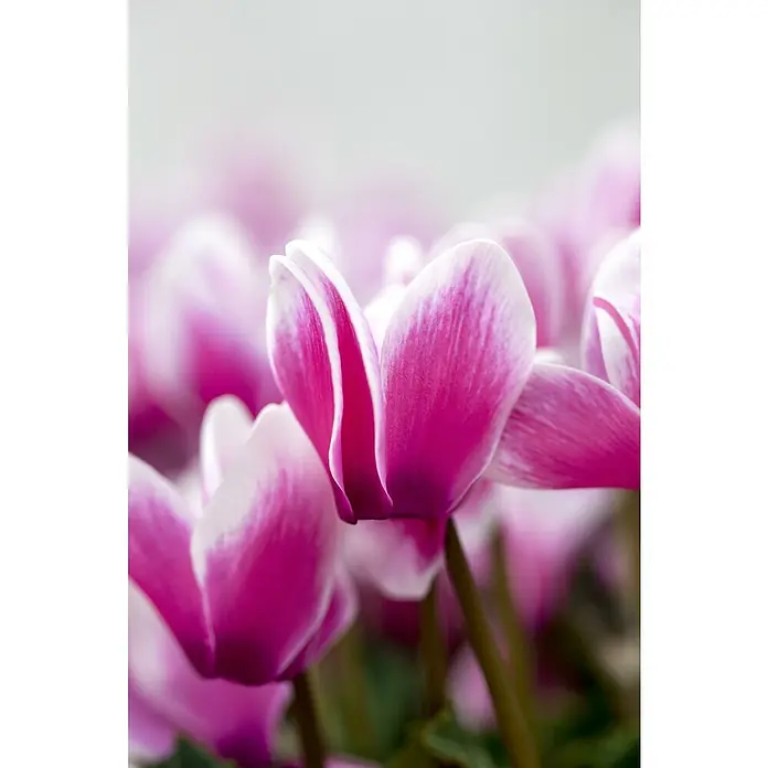 Piardino Zimmer-Alpenveilchen - Cyclamen persicum Fantasy, Topfgröße: 13 cm, Dunkelrosa/Weiß - Nahaufnahme von leuchtend rosa und weißen Cyclamenblüten mit grünen Stielen vor einem verschwommenen Hintergrund.
