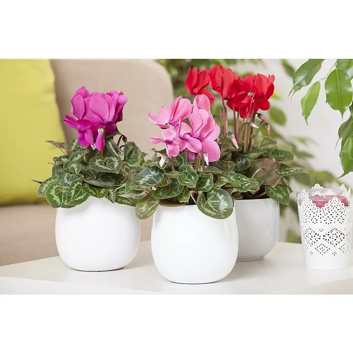 Piardino Zimmer-Alpenveilchen - Cyclamen persicum, Topfgröße: 10 cm, Rot - Drei blühende Cyclamen-Pflanzen in weißen Töpfen, die eine attraktive und frische Dekoration für jeden Raum bieten.
