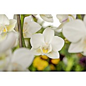 Piardino Schmetterlingsorchidee (Phalaenopsis Midi, Topfgröße: 9 cm, Weiß, Aufrecht) | BAUHAUS