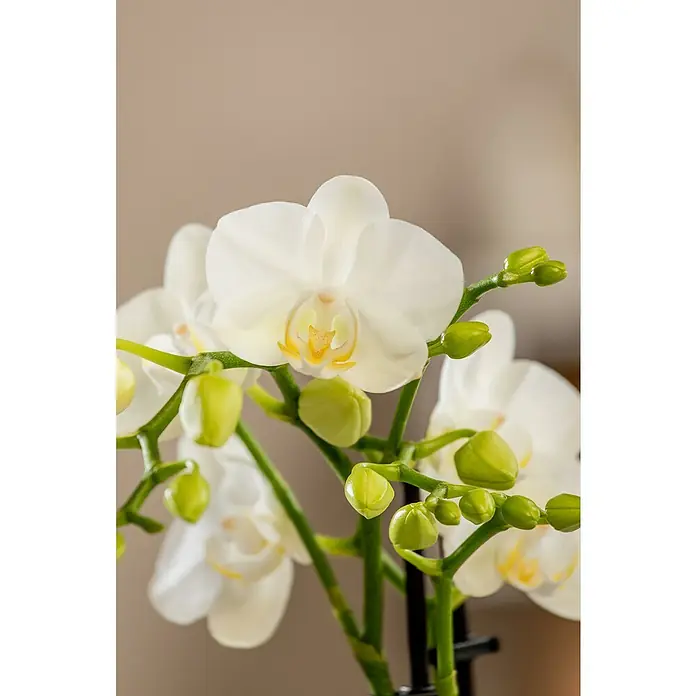 Piardino SchmetterlingsorchideePhalaenopsis Hybriden, Topfgröße: 11 cm, Aufrecht - Nahaufnahme einer eleganten weißen Orchidee mit zarten Blütenblättern und grünen Knospen, die ihre Schönheit hervorhebt.