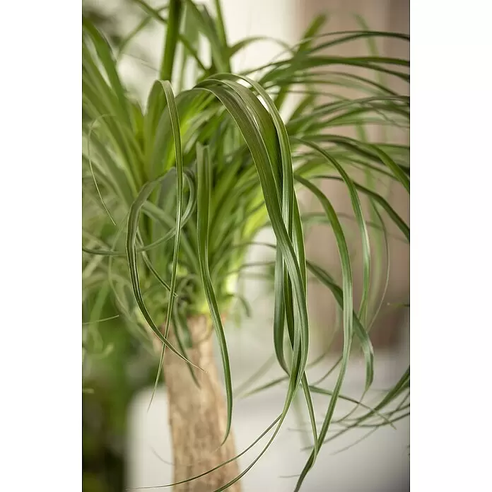 Piardino Elefantenfuß verzweigt - Beaucarnea recurvata, Topfgröße: 40 cm - Detailaufnahme