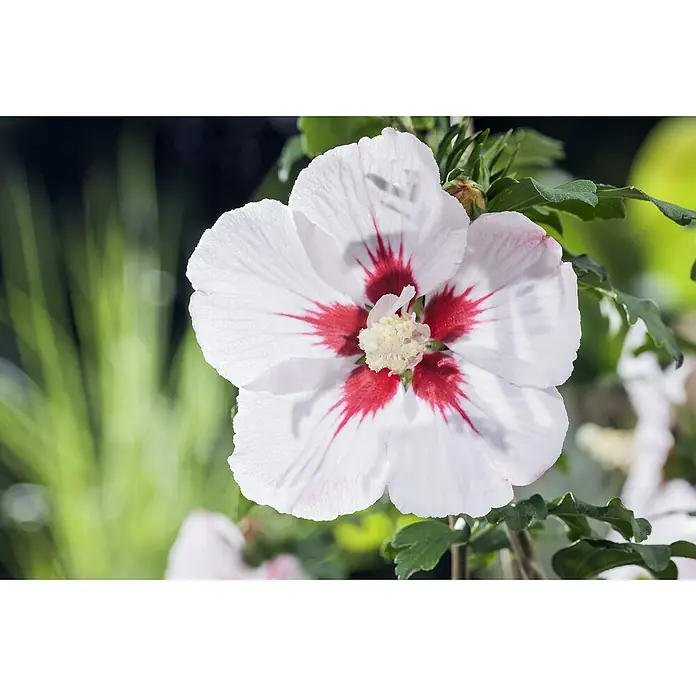 Piardino GarteneibischHibiscus syriacus, Topfgröße: 19 cm - Nahaufnahme einer weißen Hibiskusblüte mit roten Akzenten im Zentrum und grünen Blättern im Hintergrund.