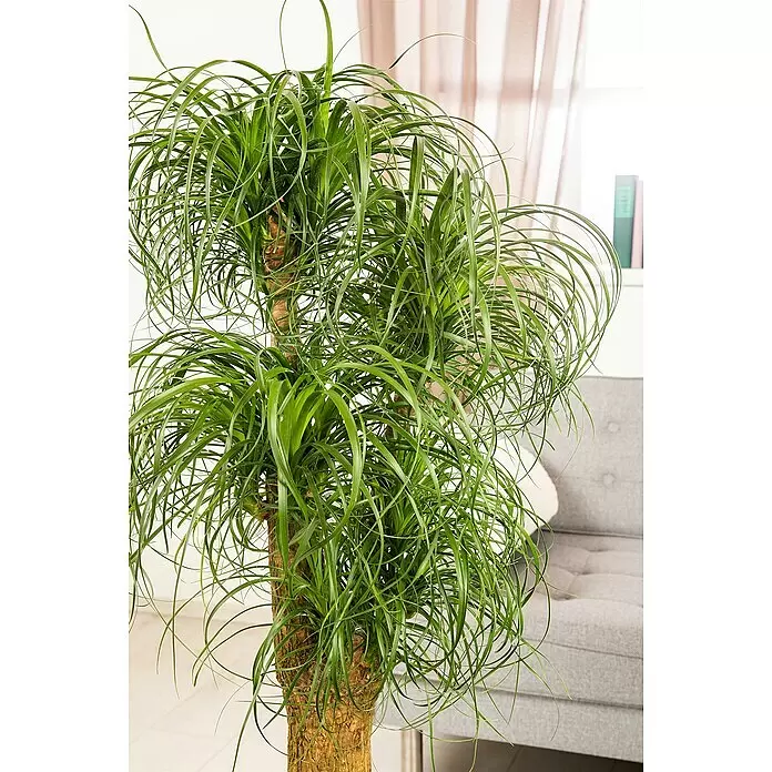 Piardino Elefantenfuß verzweigt - Beaucarnea recurvata, Topfgröße: 40 cm - Stimmungsaufnahme