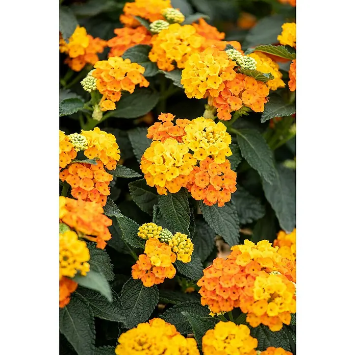 Piardino Wandelröschen - Lantana camara, Topfgröße: 13 cm - Nahaufnahme einer üppigen Lantana-Pflanze mit leuchtend gelben und orangen Blüten, die einen lebhaften und farbenfrohen Blickfang bietet.