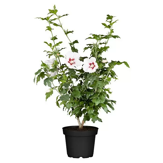 Piardino GarteneibischHibiscus syriacus, Topfgröße: 19 cm