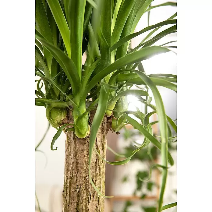 Piardino Elefantenfuß verzweigt - Beaucarnea recurvata, Topfgröße: 40 cm - Detailaufnahme